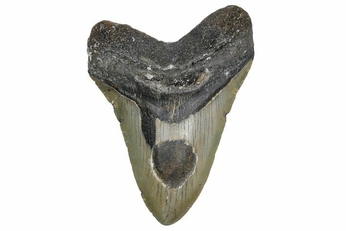 Bargain, Fossil Megalodon Tooth - North Carolina #347122